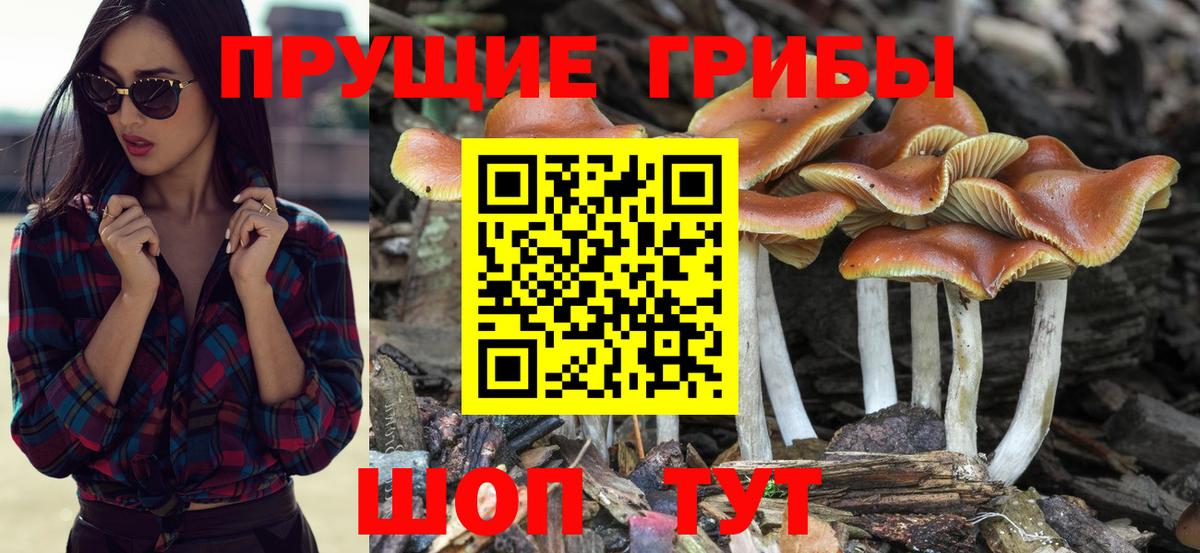 Псилоцибиновые грибы мицелий  Вход с VPN  Татарск  даркнет сайт  Псилоцибиновые грибы GOLDEN TEACHER 